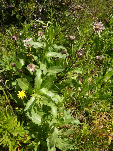 Subspecies Klasea Flavescens Cichoracea Inaturalist