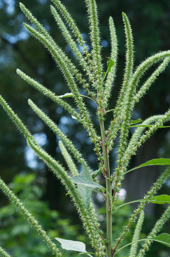 Palmer's Amaranth (Amaranthus Palmeri) · INaturalist.org