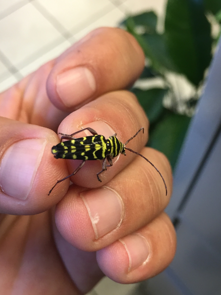 Mesquite Borer from 12903 Nacogdoches Rd, San Antonio, TX, US on August