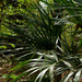 Rhapidophyllum hystrix - Photo (c) Matt Hunter, todos los derechos reservados, subido por Matt Hunter