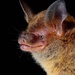 Van Gelder's Bat - Photo (c) Jose G. Martinez-Fonseca, all rights reserved