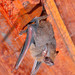 Lesser Dog-like Bat - Photo (c) Jose G. Martinez-Fonseca, all rights reserved