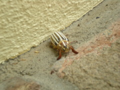Small