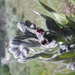 Square