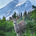 New World Deer - Photo (c) John Cramer III, all rights reserved, uploaded by John Cramer III