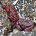 Pygmy Rock Crab - Photo (c) Wendy Feltham, all rights reserved, uploaded by Wendy Feltham