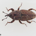 Billbug Weevils - Photo (c) justinscioli, all rights reserved
