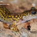 Korean Clawed Salamander - Photo (c) pintail, all rights reserved
