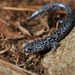 Gensan Salamander - Photo (c) pintail, all rights reserved, uploaded by Kim, Hyun-tae
