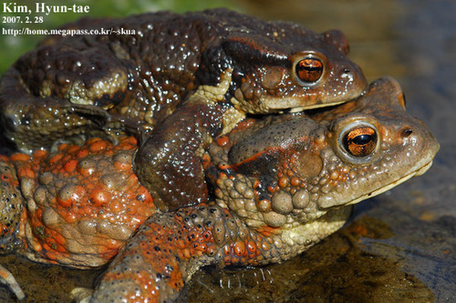 Asiatic Toad (Bufo Gargarizans) · INaturalist.org