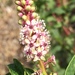 Mexican Pokeweed - Photo (c) Jacob Helfman, all rights reserved