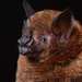 Chestnut Short-tailed Bat - Photo (c) Jose G. Martinez-Fonseca, all rights reserved