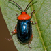 Escarabajos Pulga - Photo (c) Jason Penney, todos los derechos reservados