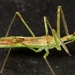 Pale Green Assassin Bug - Photo (c) Chris Goforth, all rights reserved
