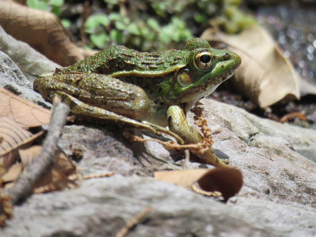 Rio Grande Leopard Frog in May 2017 by Faunística Conservación e