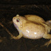 Boreal Digging Frog - Photo (c) pintail, all rights reserved, uploaded by Kim, Hyun-tae