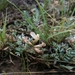 Astragalus humistratus - Photo (c) Scott Massed, כל הזכויות שמורות, uploaded by Scott Massed