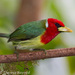 Red-headed Barbet - Photo (c) Theresa Bayoud, all rights reserved, uploaded by Theresa Bayoud