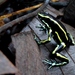 Yellow-striped Poison Dart Frog - Photo (c) Benjamin Tapley, all rights reserved, uploaded by Benjamin Tapley