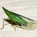 Dictyopharinae - Photo (c) Timothy Reichard, all rights reserved, uploaded by Timothy Reichard