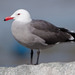Heermann's Gull - Photo (c) BJ Stacey, all rights reserved