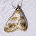 Evergestis lunulalis - Photo (c) BJ Stacey, all rights reserved