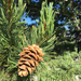 Pinus flexilis - Photo (c) Joshua Lively, כל הזכויות שמורות, uploaded by Joshua Lively