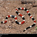 Sonoran Coralsnake - Photo (c) Chris Cirrincione (ChrisNM/Herps Of NM), all rights reserved, uploaded by Chris Cirrincione (ChrisNM/Herps Of NM)