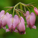 Dicentra formosa formosa - Photo (c) Damon Tighe, all rights reserved