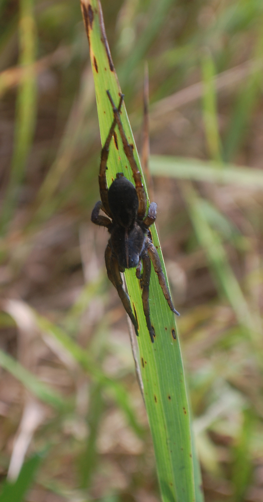 Wetland Giant Wolf Spider from Shawnee Prairie Preserve, Darke County