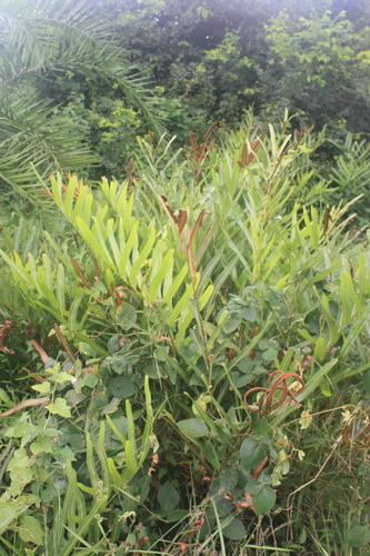 Pteridaceae image