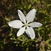 Milla biflora - Photo 由 Juan Carlos Garcia Morales 所上傳的 (c) Juan Carlos Garcia Morales，保留所有權利