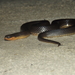 Eastern Glossy Swampsnake - Photo (c) Keegan Smith, all rights reserved, uploaded by Keegan Smith