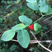 Red Huckleberry - Photo (c) Brian Catto, all rights reserved, uploaded by Brian Catto