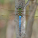 Common Green Darner - Photo (c) Chad Arment, all rights reserved