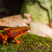 Cayenne Stubfoot Toad - Photo (c) J.P. Lawrence, all rights reserved