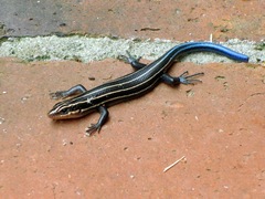 Reptiles Of Indiana · INaturalist.org