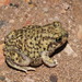 Mexican Spadefoot - Photo (c) tonyg, all rights reserved, uploaded by Tony Gerard
