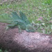 Square
