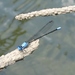 Argia apicalis - Photo (c) Pete and Noe Woods, כל הזכויות שמורות, uploaded by Pete Woods