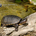 Jalisco Mud Turtle - Photo (c) Petr Myska, all rights reserved