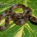 Southwestern Cat-eyed Snake - Photo (c) Petr Myska, all rights reserved, uploaded by Petr Myska