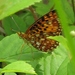 American Silver-bordered Fritillary - Photo (c) Pete and Noe Woods, all rights reserved, uploaded by Pete and Noe Woods