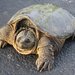 Common Snapping Turtle - Photo (c) Keegan Smith, all rights reserved, uploaded by Keegan Smith