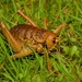 Cook Strait Giant Weta - Photo (c) absoluteandy, all rights reserved, uploaded by absoluteandy