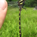 Delta-spotted Spiketail - Photo (c) Pete and Noe Woods, all rights reserved, uploaded by Pete and Noe Woods