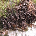 Aquatic Pelt Lichen - Photo (c) Pete and Noe Woods, all rights reserved, uploaded by Pete Woods