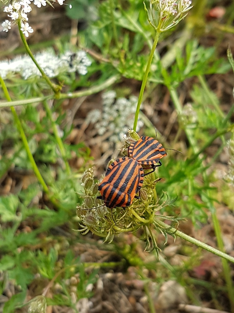 Continental Striped Shield Bug from 31490 Léguevin France on August 26