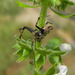 labyrinth orbweaver - Photo (c) jawinget, all rights reserved