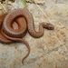 Mexican Yellowbelly Brown Snake - Photo (c) Elí García-Padilla, all rights reserved